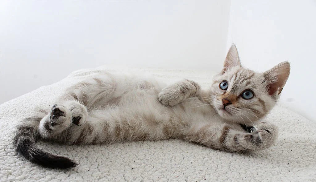 The Benefits of Eco-Friendly Pet Accessories